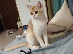 -猫十亿·布偶金渐层·曼基康矮脚猫舍(青年路店)