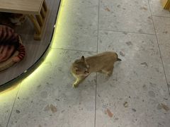 -飞行喵MR PILOT|猫舍·猫咖(静安大融城店)