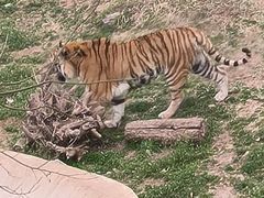 -石家庄市动物园