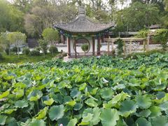 -莲湖公园