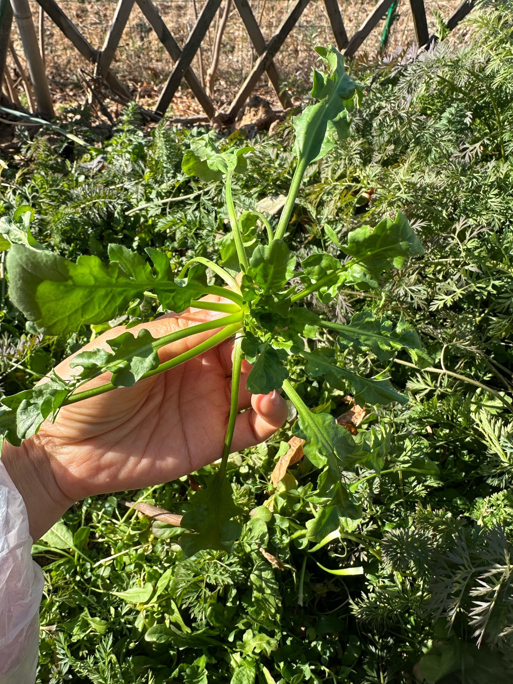 满园的野菜随便挖这是什么菜呀?