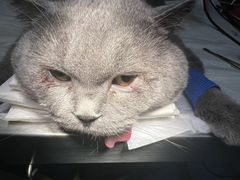-艾贝尔宠物医院·24H转诊中心·肿瘤猫专科(江宁双龙店)