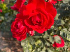 -人民公园(罗湖区)