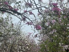 -广东花都湖国家湿地公园
