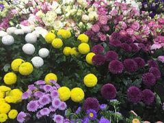 -双季花艺园艺市场(浦东店)