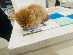 -瑞鹏·疫苗·绝育·宠物医院(广九店)