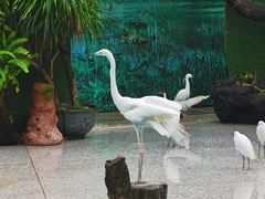 -广州长隆飞鸟乐园