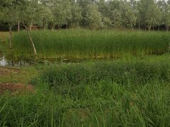 -东郊湿地公园