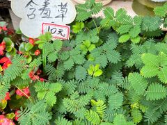 -桂林市花鸟市场