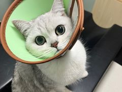 -乐派堂宠物医院·猫友好· 心脏科(东街店)