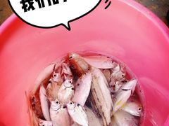 -盐洲岛