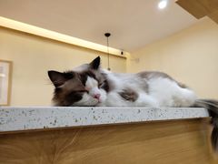 -滚猫咖啡·猫咖·猫友好撸猫(未来城店)