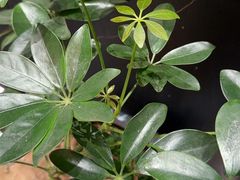 -山河屯铁锅炖鲜鹅·东北菜(开发区一店)