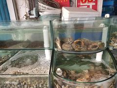 水产区-四海鲜渔家菜(黄金海岸店)