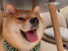 -逗柴咖啡屋·狗咖猫咖宠物桌游