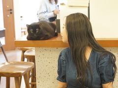用餐区-有猫主题·治愈系猫咖(曾厝垵店)