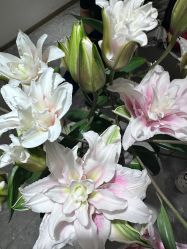 -MIDA蜜哒•科技逆龄美肤连锁