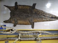 -广州长隆飞鸟乐园