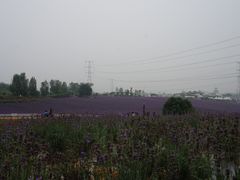 -紫颐香薰山谷景区