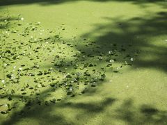 -渌洋湖湿地公园