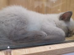 -屋虎猫馆(宝安大仟里店)
