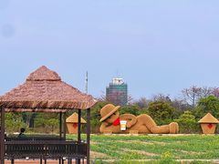 -长洲岛