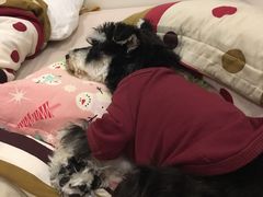 -1013 PET SHOP精品宠物商店(丁香店)