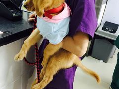 -艾贝尔宠物医院·24H转诊中心·肿瘤猫专科(江宁双龙店)