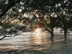-宝安西湾红树林湿地公园