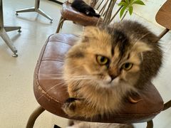 -共舞时光猫咖·狗咖(新街口店)