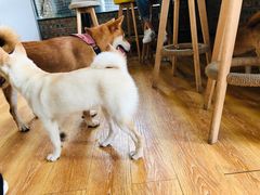 -柴犬高等学院·狗咖·柴犬售卖·宠物训练