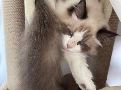 -lincat·猫舍(广州店)