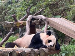 -广州长隆野生动物世界