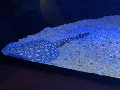 -上海海洋水族馆