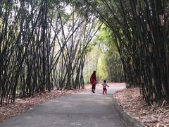-广东茂名森林公园