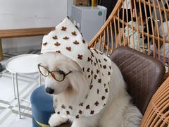 -星多哈·狗咖·拼豆·咖啡