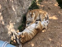 -西霞口神雕山野生动物世界