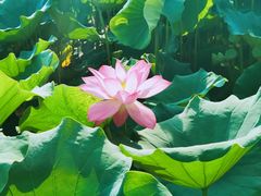-莲花池公园