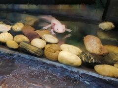 -上海大自然野生昆虫馆(东方明珠·爬宠昆虫探索中心)