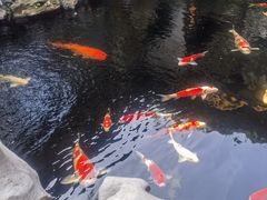 -鲤院·新中式美学·庭院餐厅(夫子庙店)
