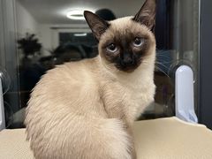 -半岛宠物医院24小时(科华中路店)