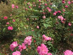 -广西壮族自治区药用植物园