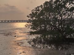 -宝安西湾红树林湿地公园