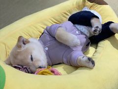 -逗柴咖啡屋·狗咖猫咖宠物桌游