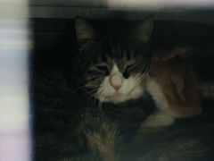 -北京观赏动物医院·24小时大型综合·猫专科·异宠专科