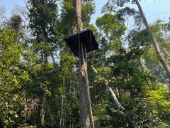 -西双版纳原始森林公园