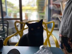 -喵屿·大理花园猫咖