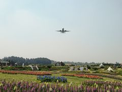 -空港花田景区