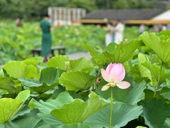 -梁鸿国家湿地公园