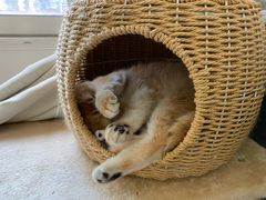-十年猫舍·猫咪专门店(普陀店)